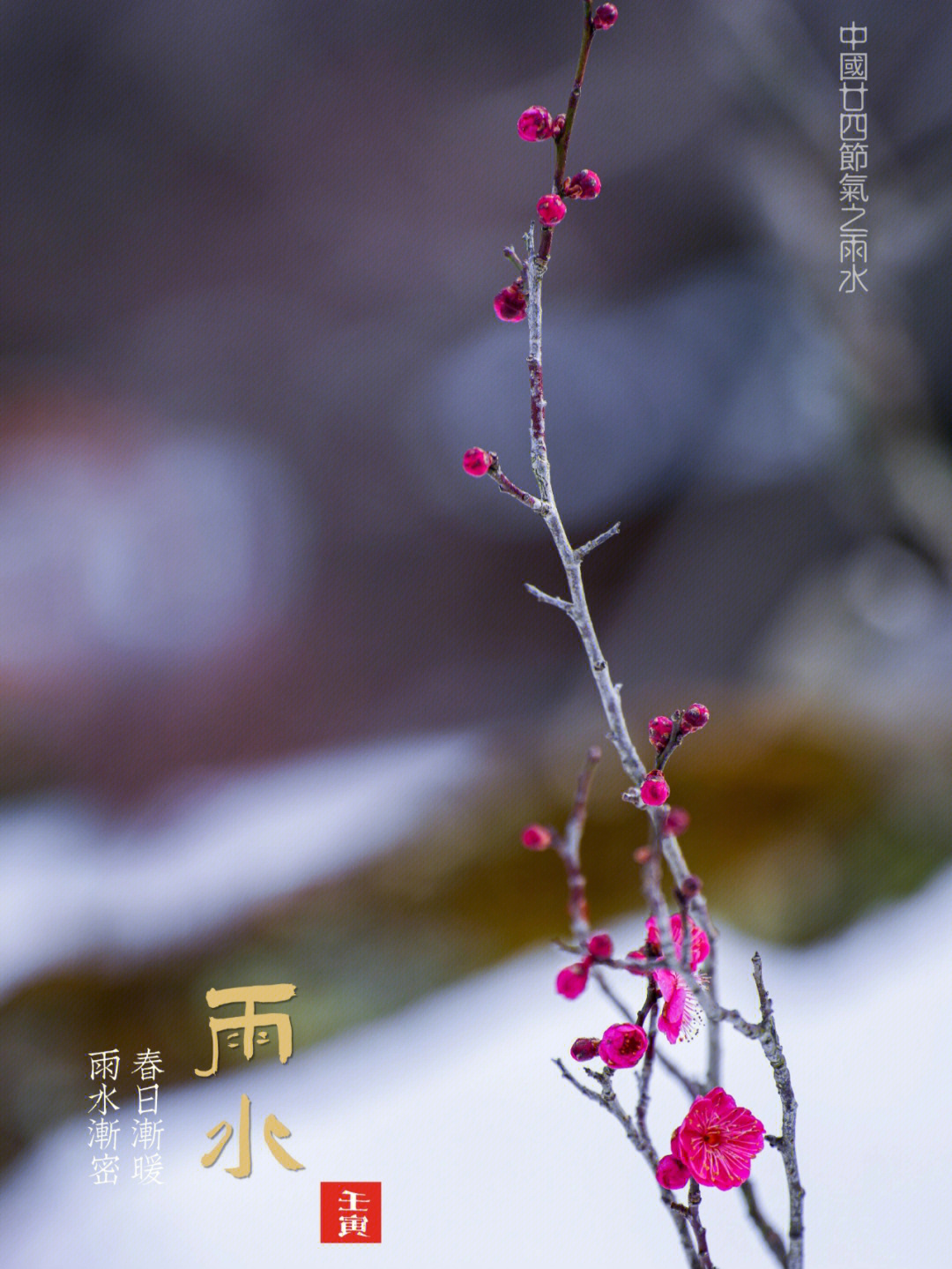 早梅迎雨水图片