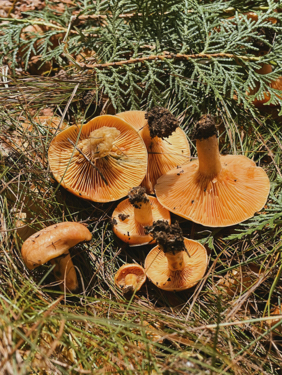 东北喇叭张蘑菇图片图片