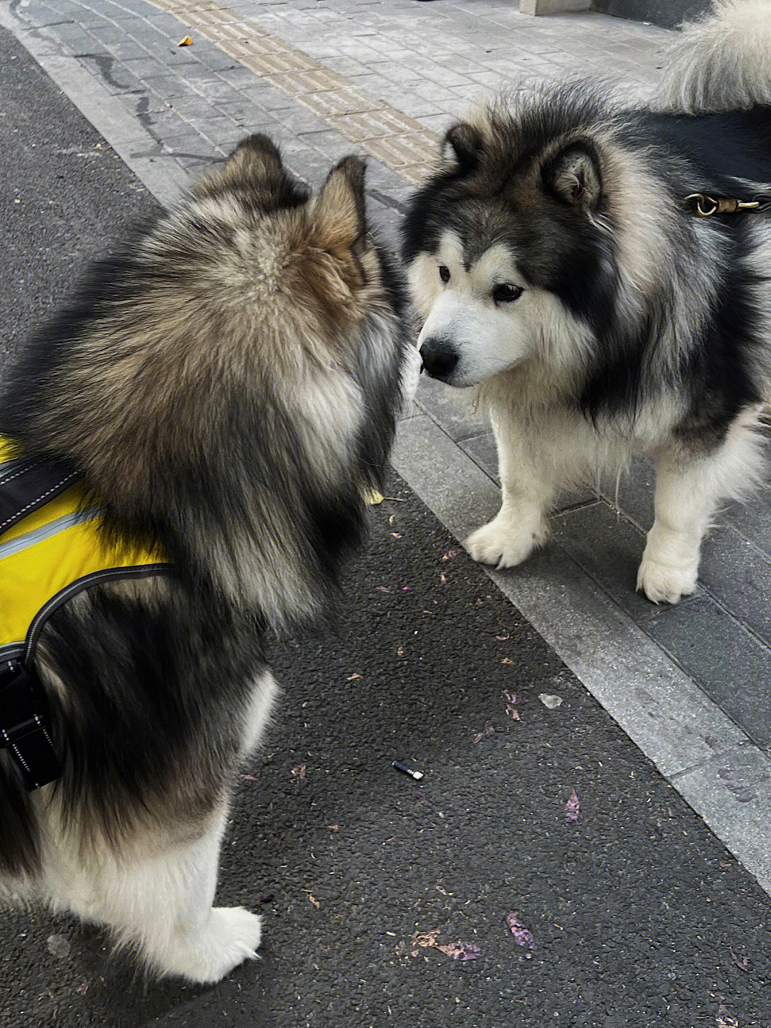 阿拉斯加犬打架实力图片