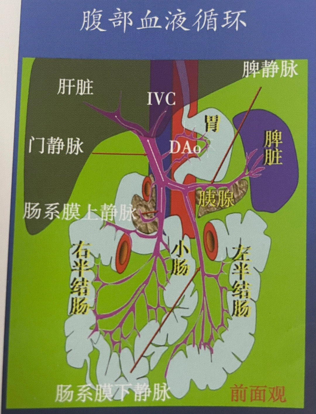 腹部血液循环腹部血管造影解剖图