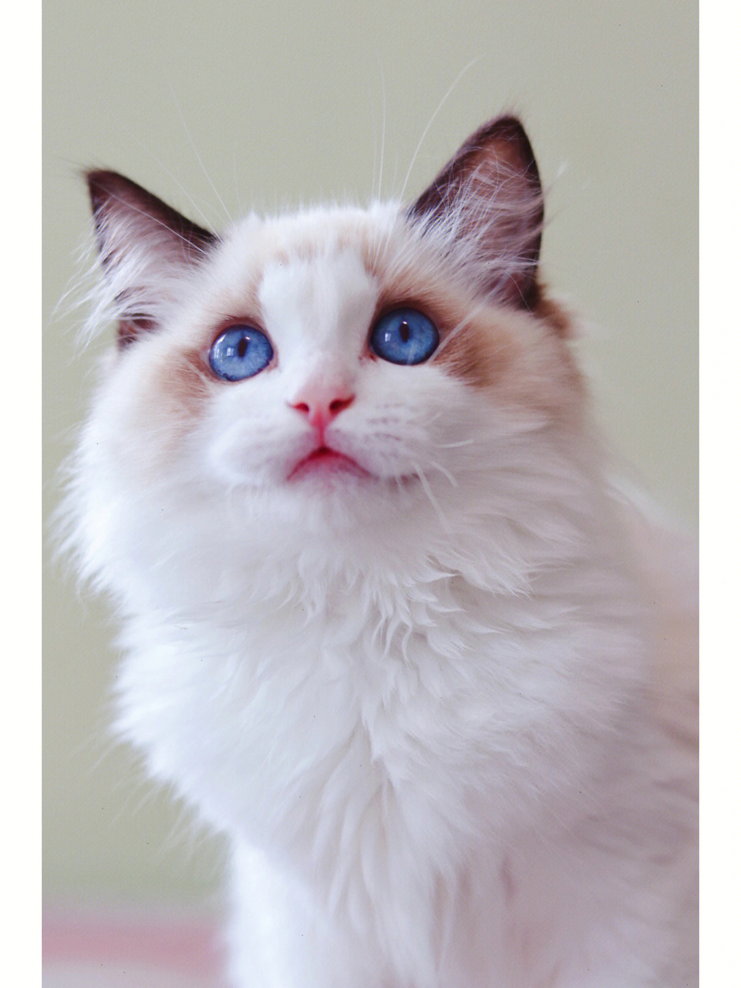 布偶猫的脸型标准图片