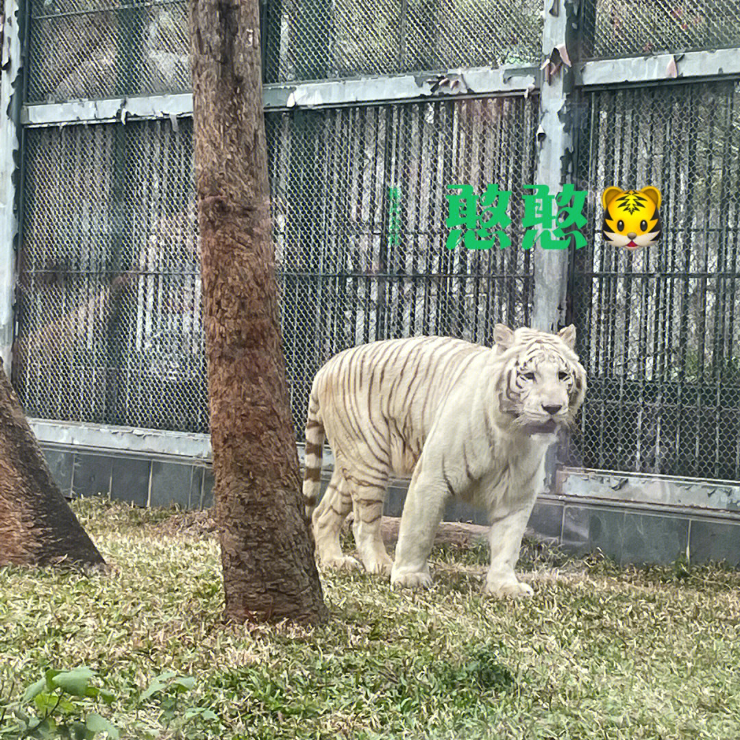 动物猯图片