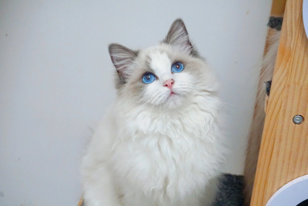 蓝双布偶猫背部图片