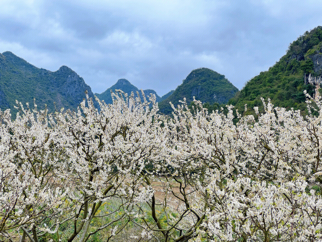 李花浅白自在开