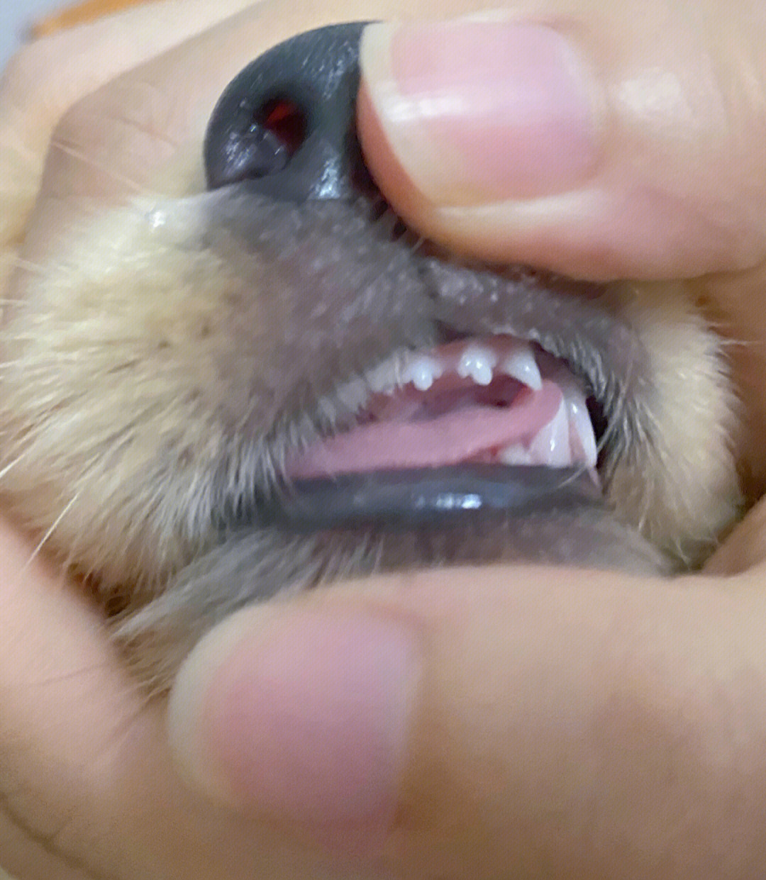 1—2月小狗牙齿图片图片