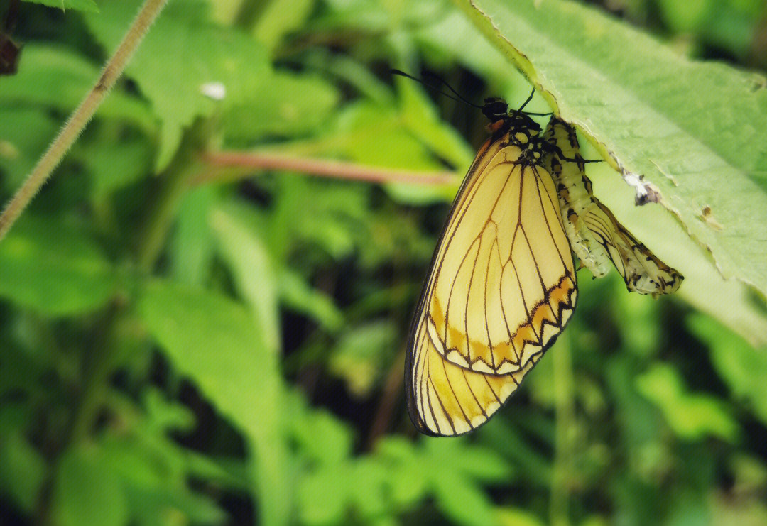 小昆虫  