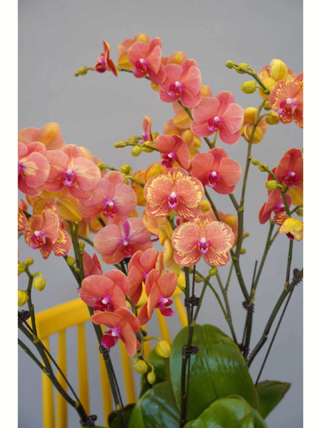 金桔蝴蝶兰花语图片