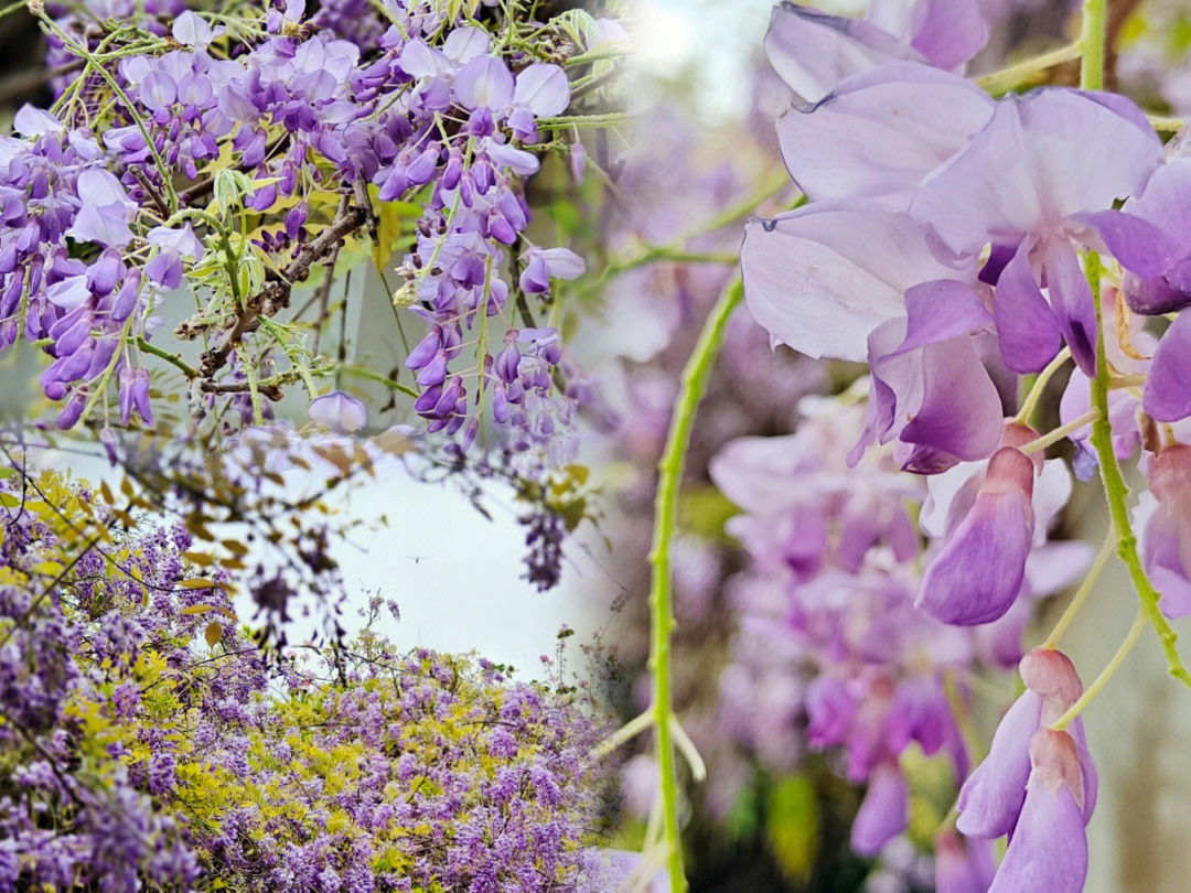 紫藤花的构造图图片