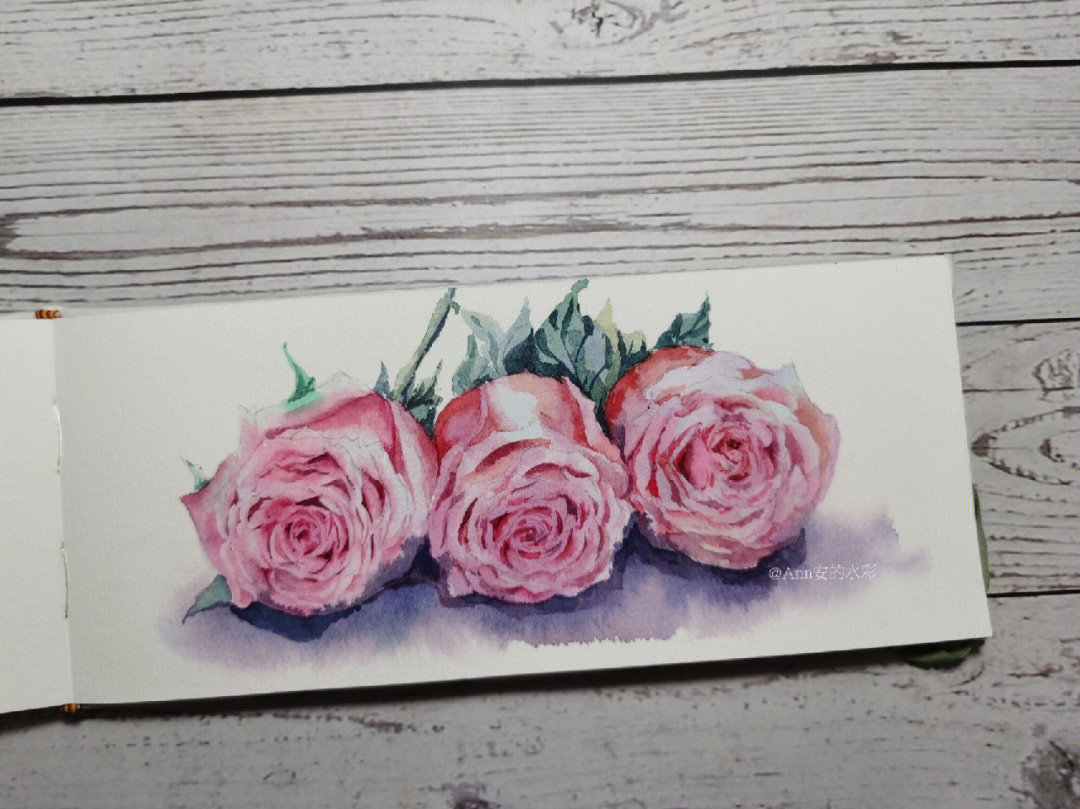 玫瑰花 月季 水彩花卉 水彩步骤 水彩过程#水彩 #水彩画  #水彩画教程