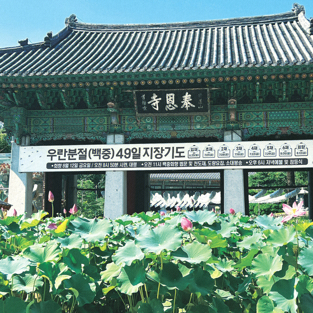 奉恩寺的荷花开了第一次在韩国看见荷花