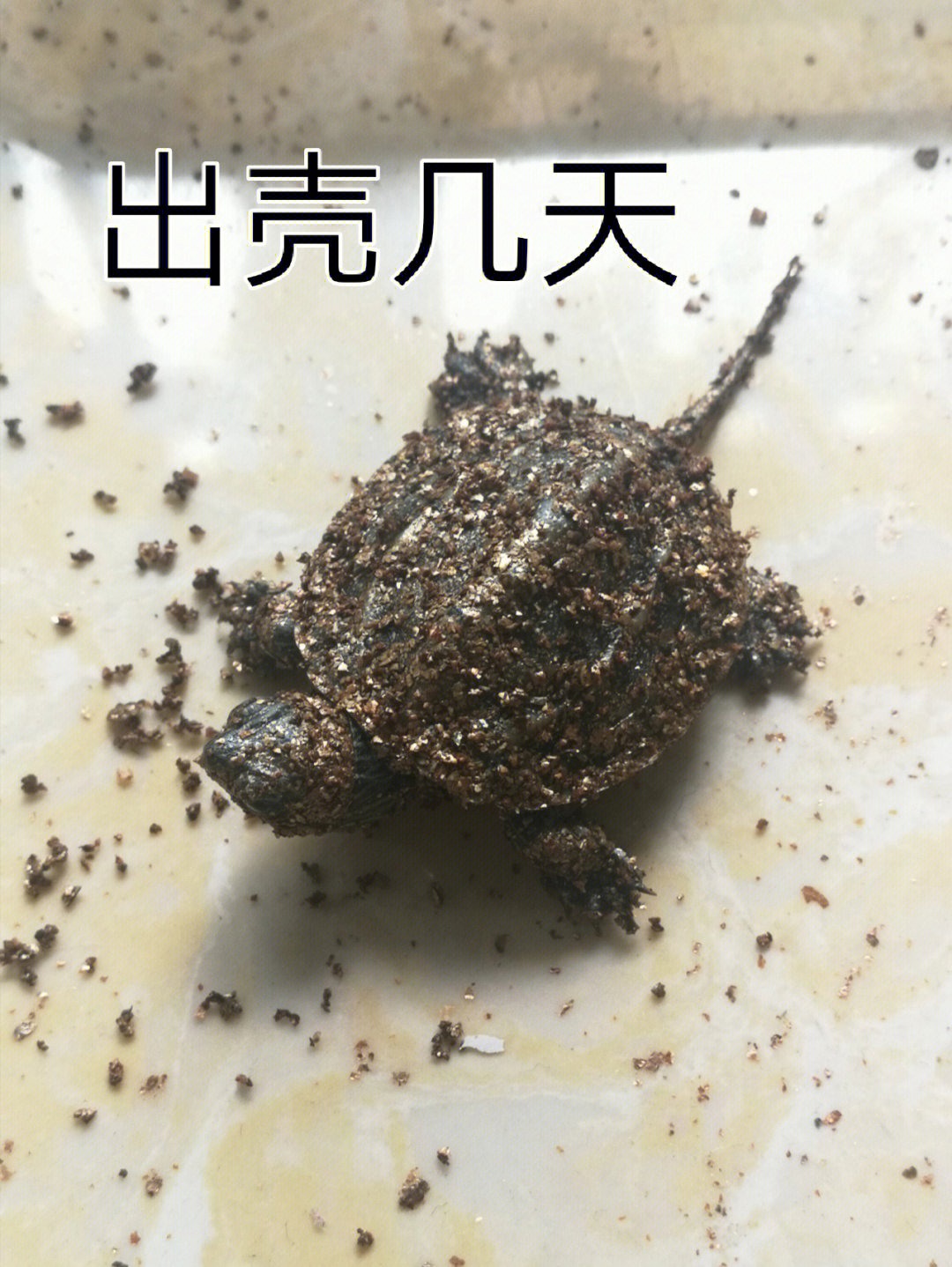 乌龟没壳动画图片