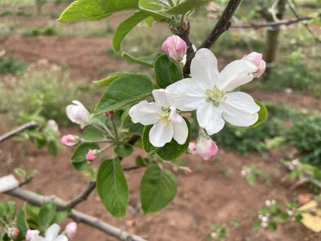 苹果花你见过吗