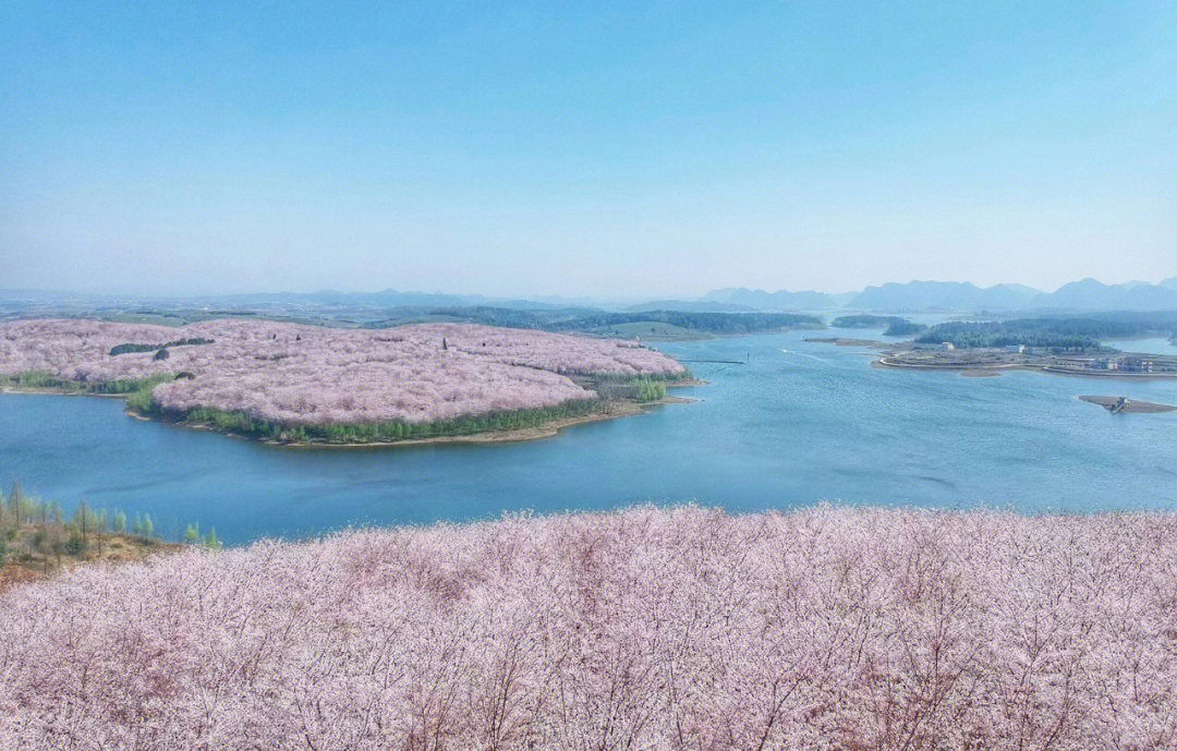 万亩樱花林