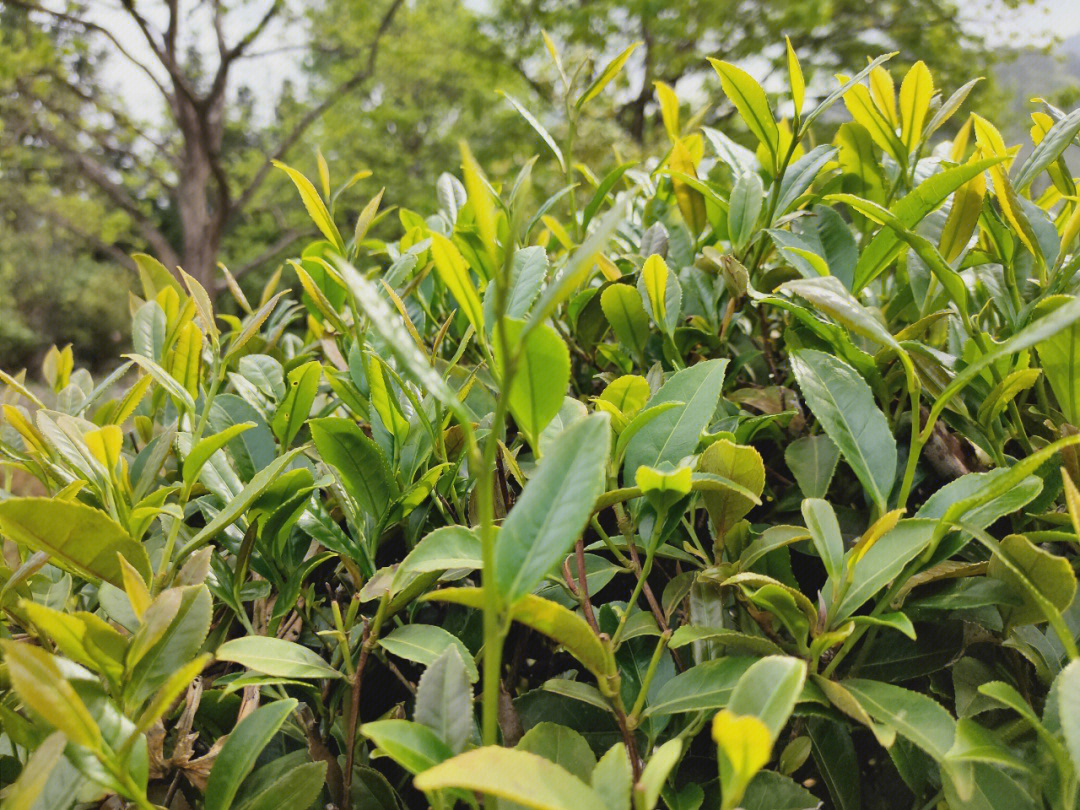 杂草茶树带雨露,柿树底下石上歇