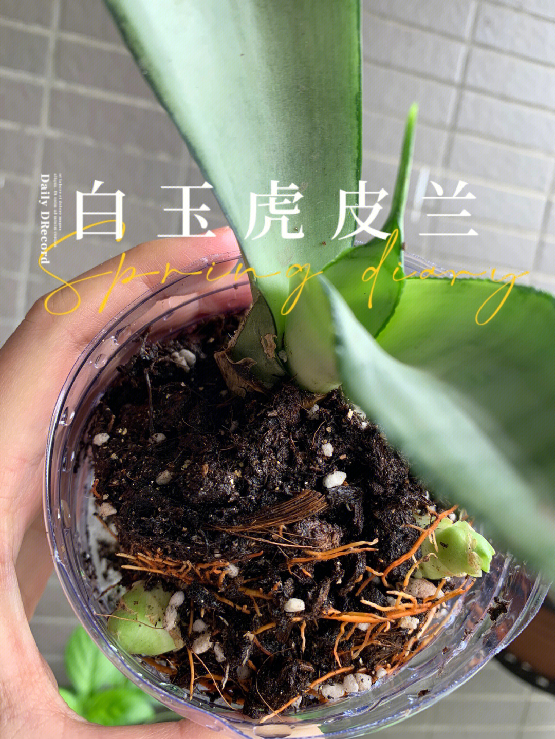 白玉虎皮兰温度图片