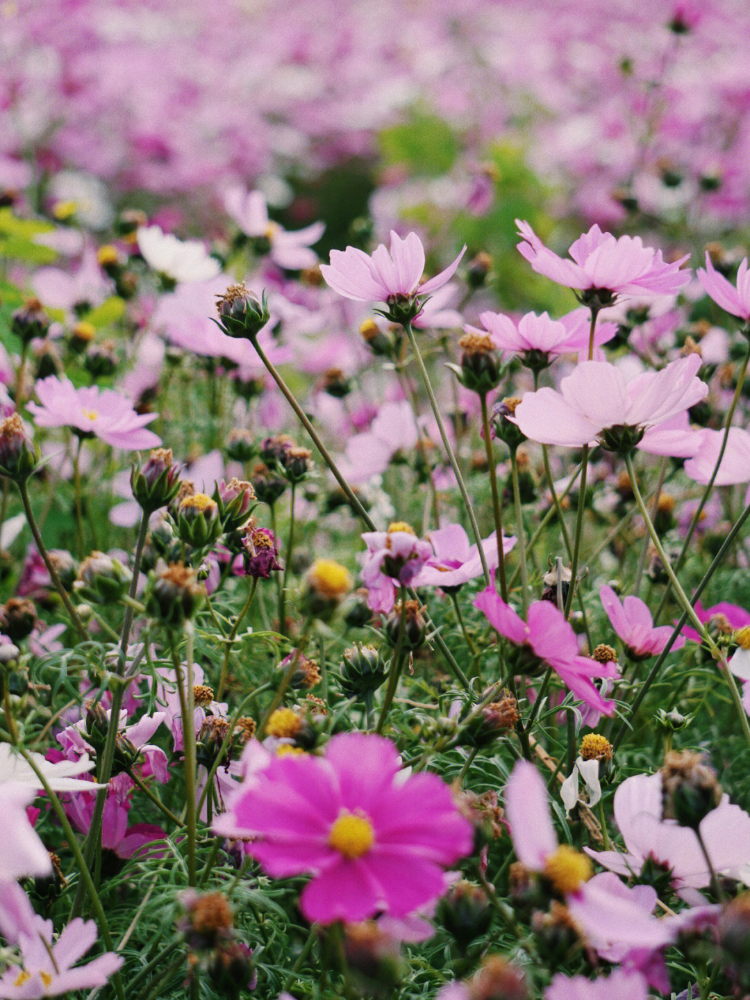 厦门香山公园花期图片