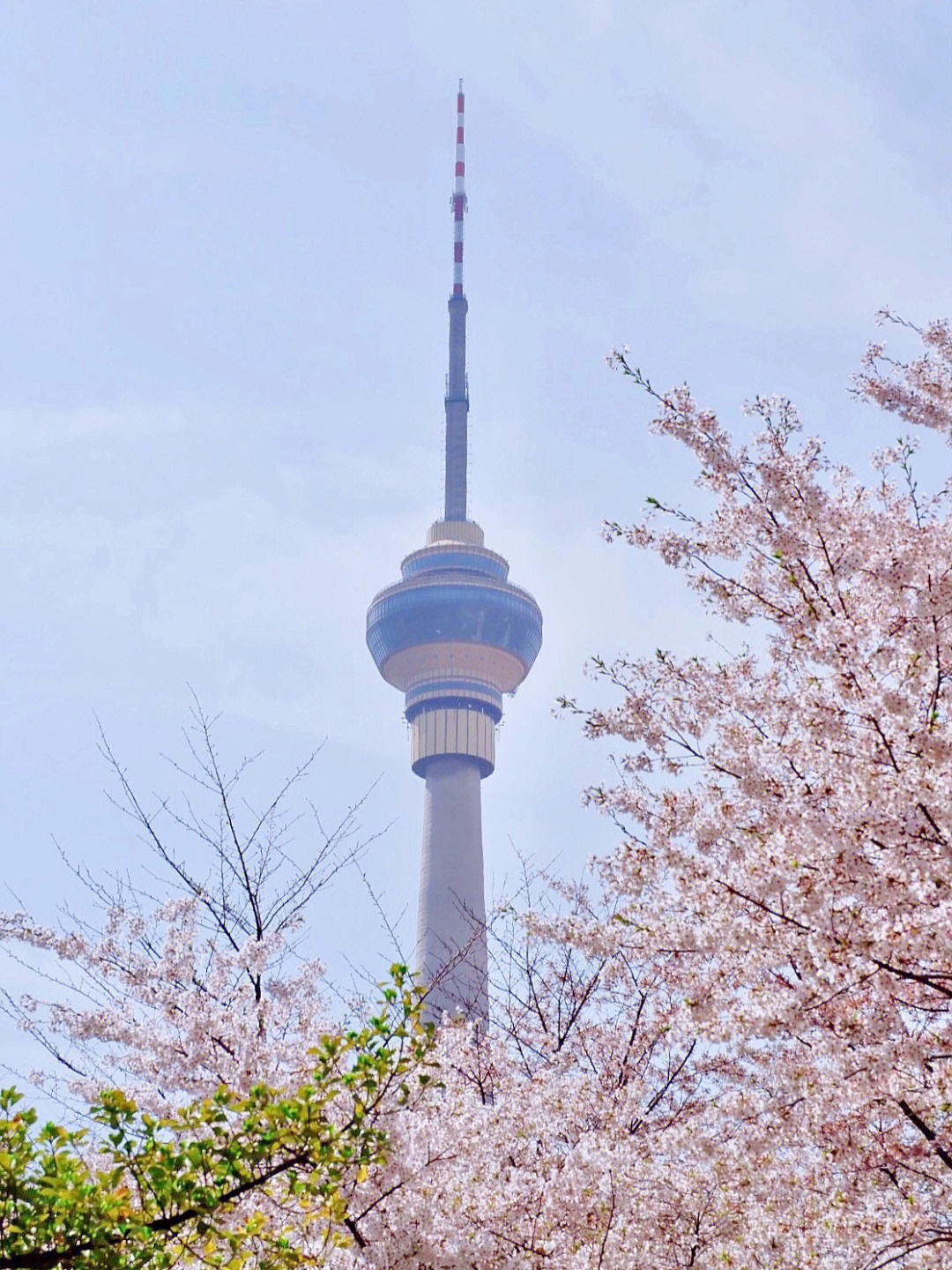 北京樱花季玉渊潭公园