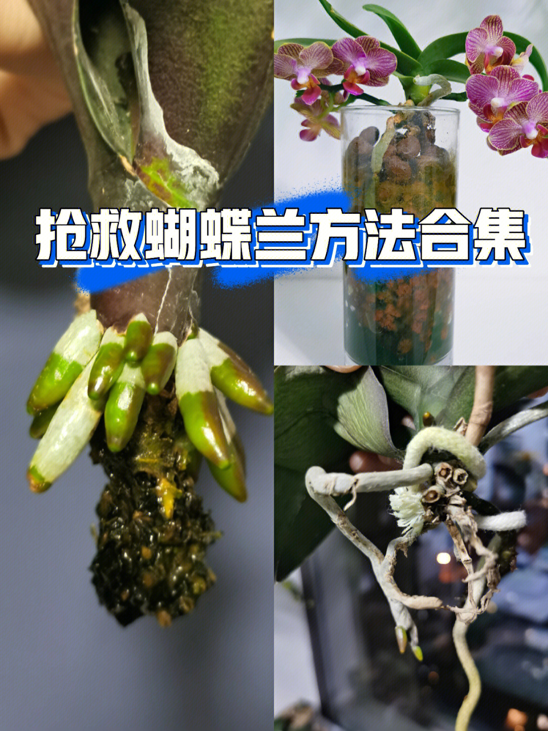 几种抢救蝴蝶兰方法对比(附要点分享)