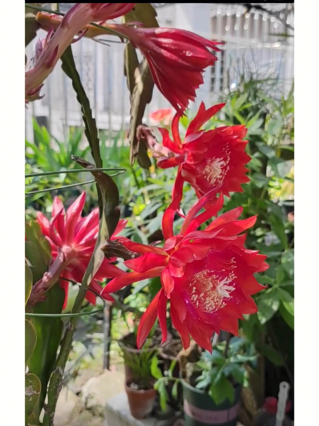 令箭荷花