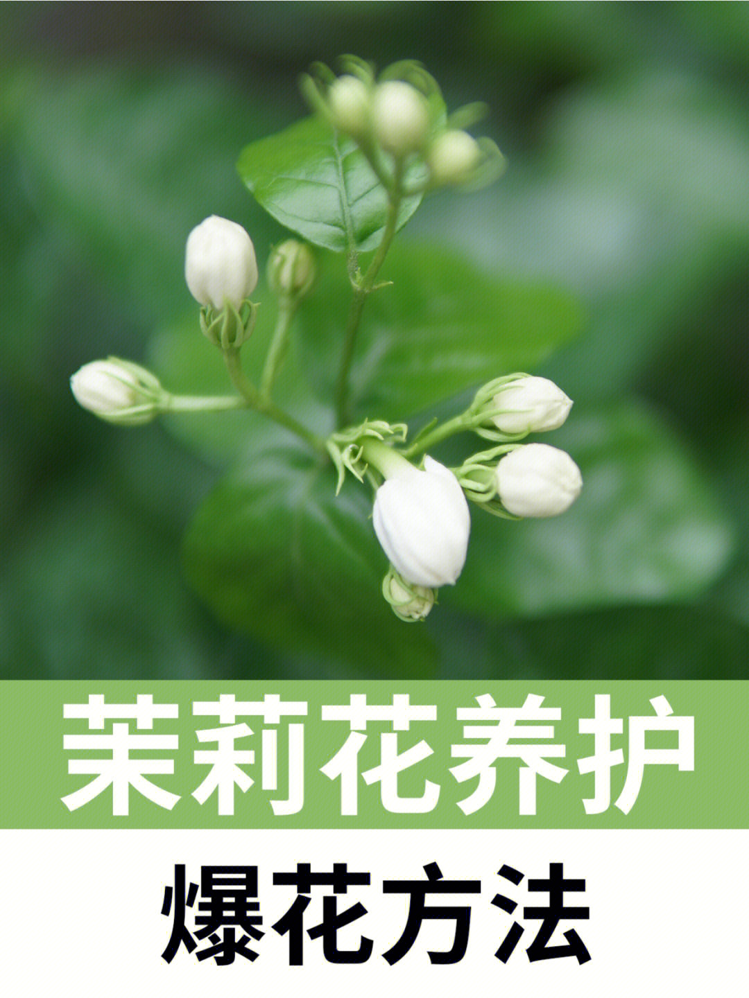 茉莉花四季养护方法!我都替你整理好了!