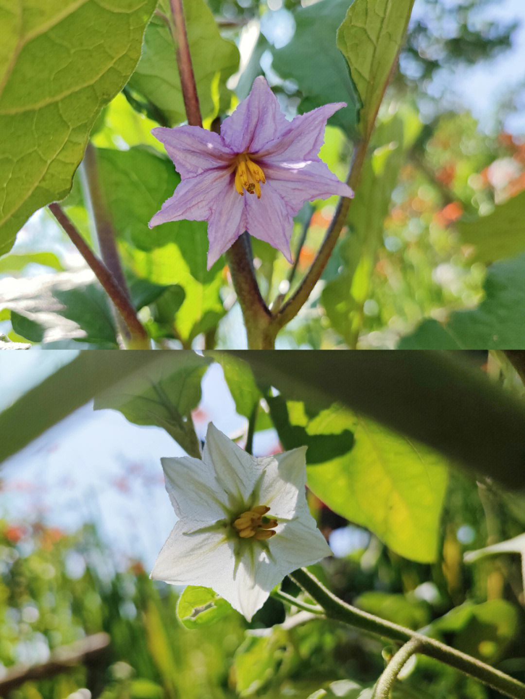 两款茄子花还蛮好看哟