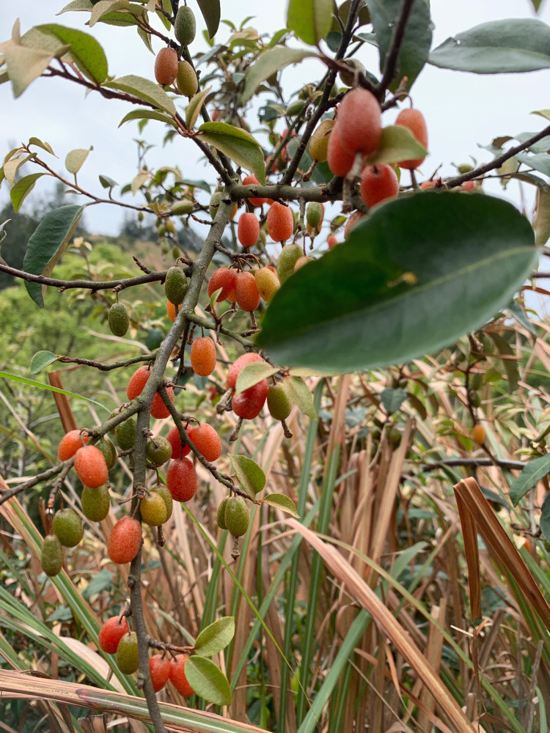 茶树包野果图片