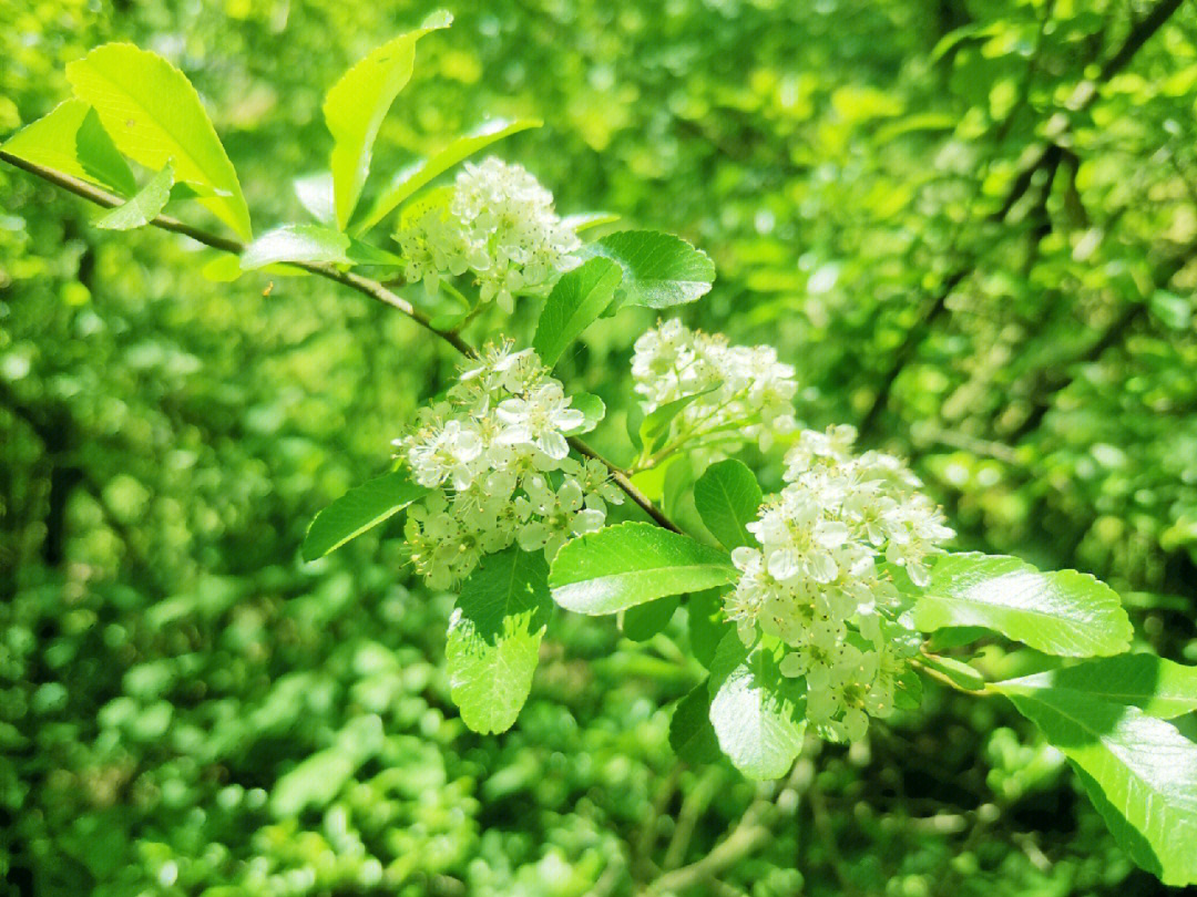 火棘树花图片图片