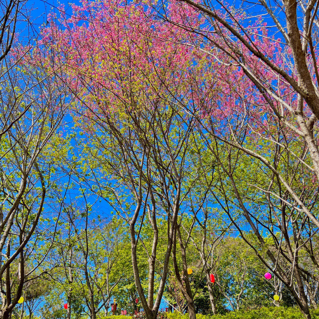 永福樱花