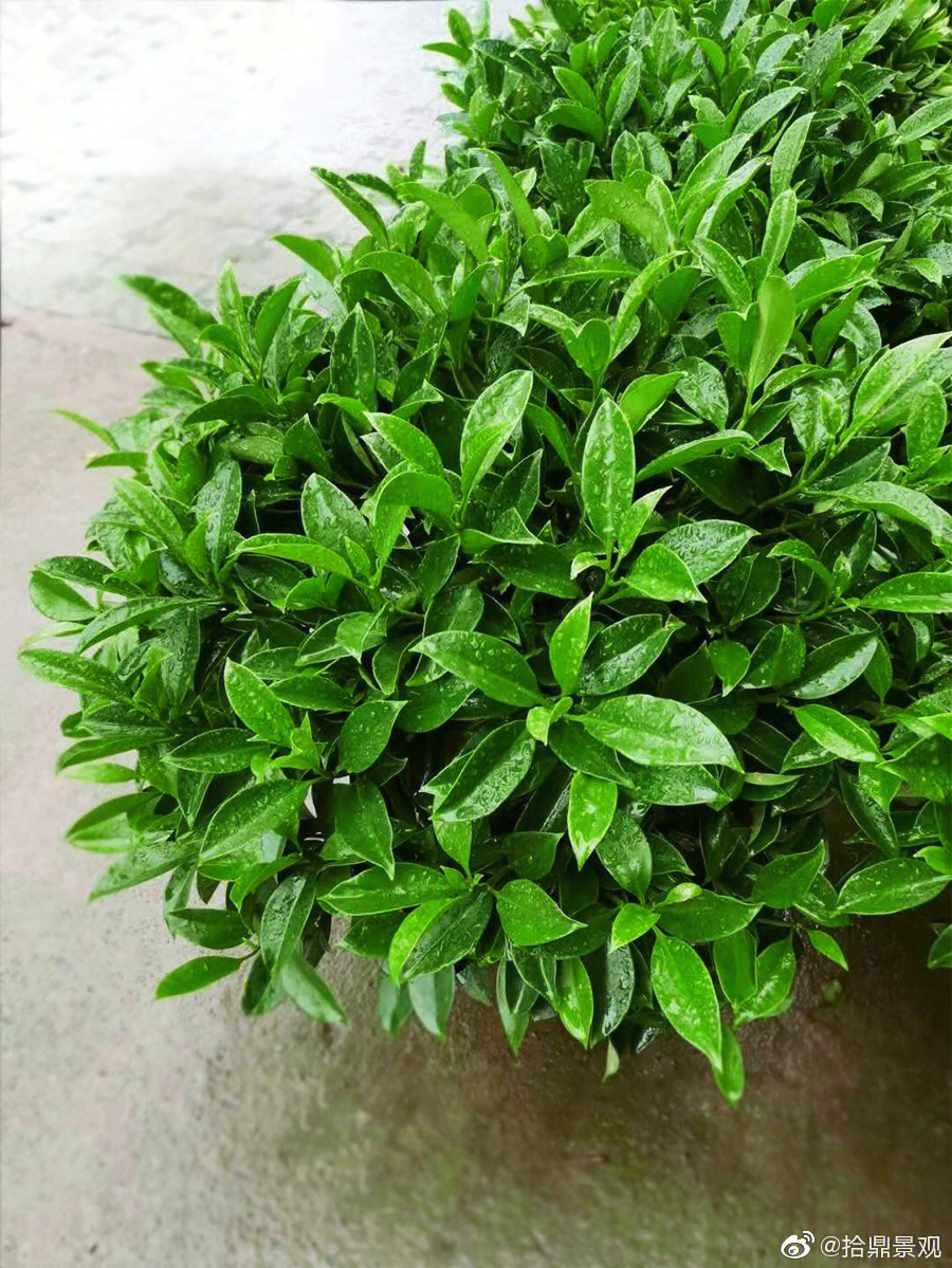 植物介绍非洲茉莉