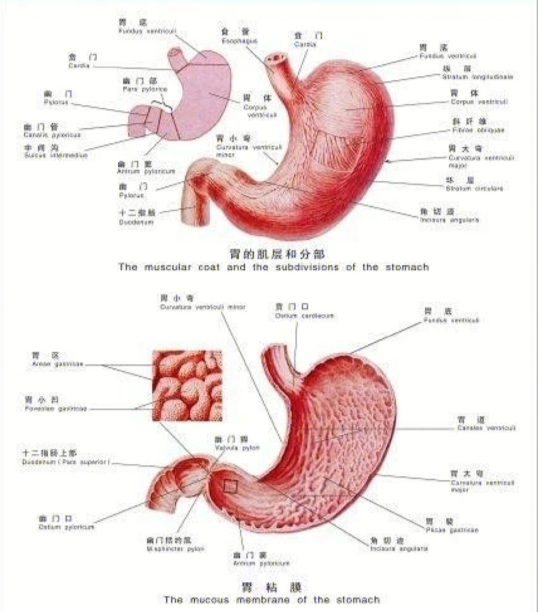 胃的形状有几种图片图片