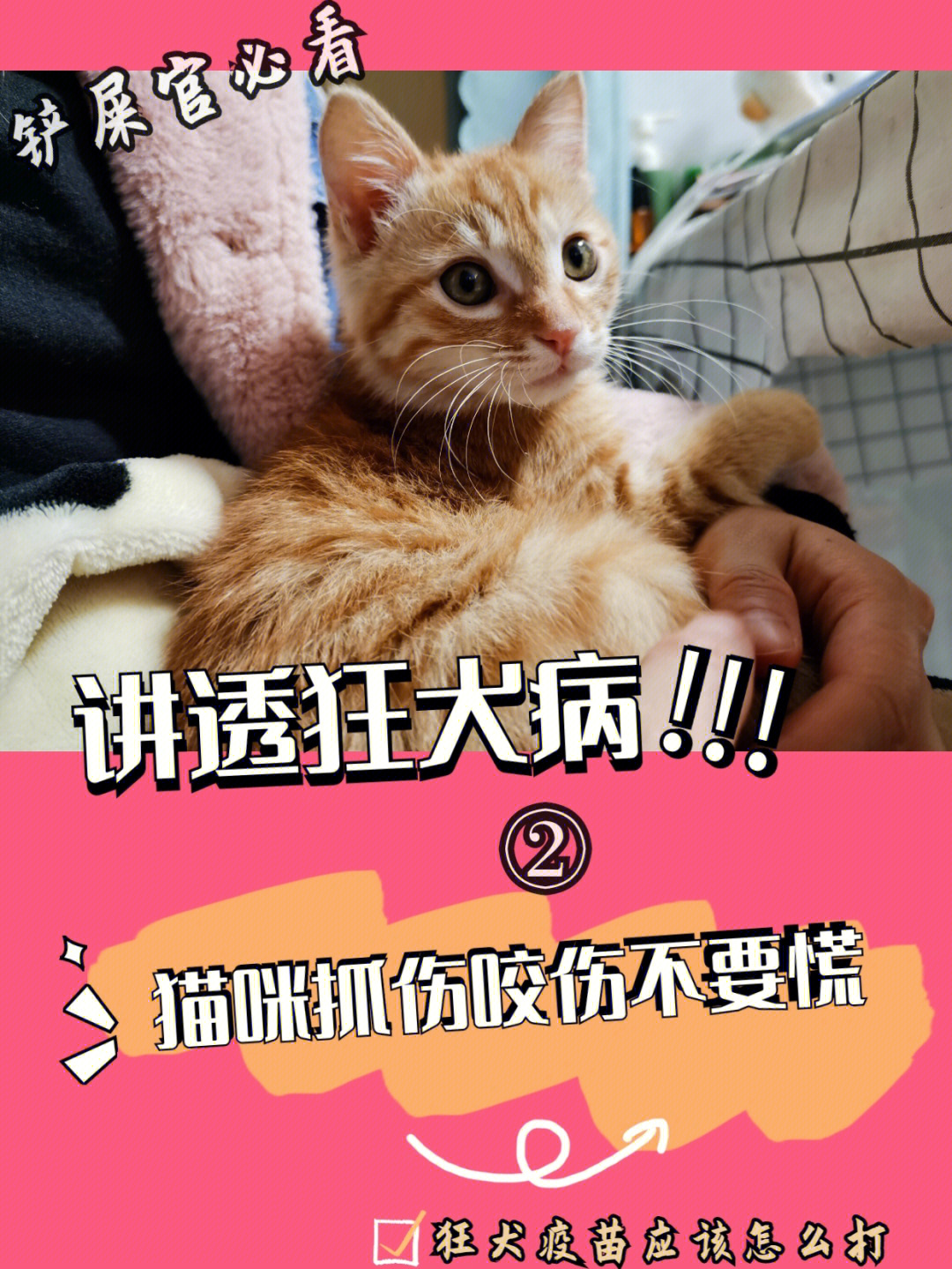 猫抓伤与咬伤图片区别图片