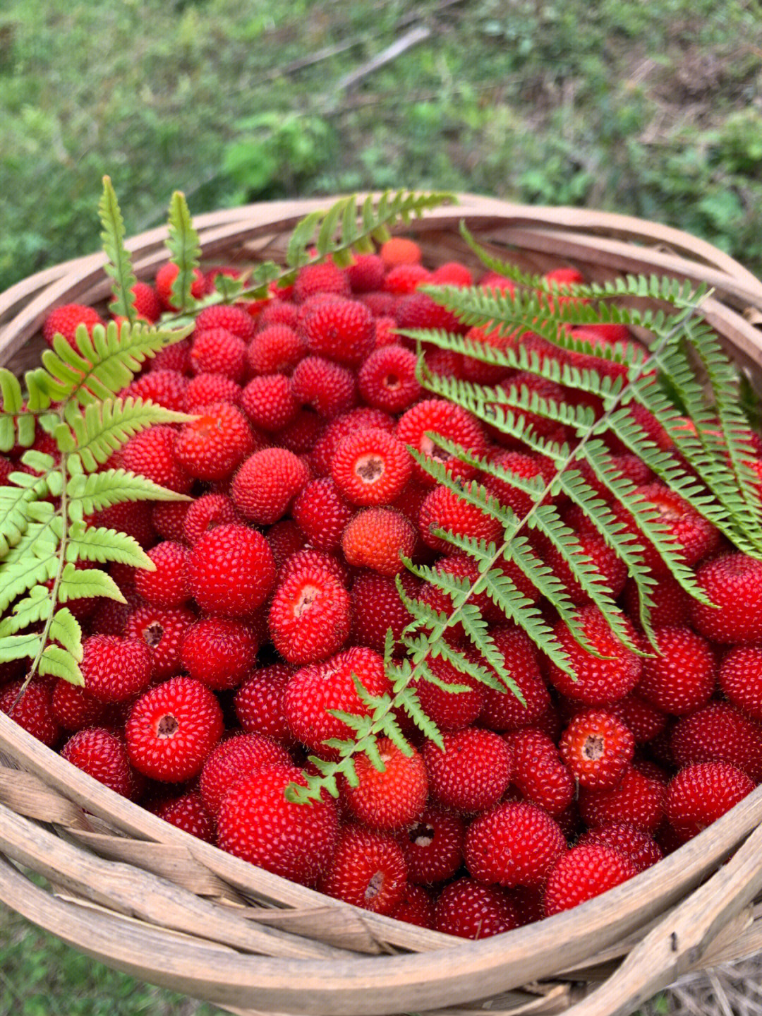 野草莓