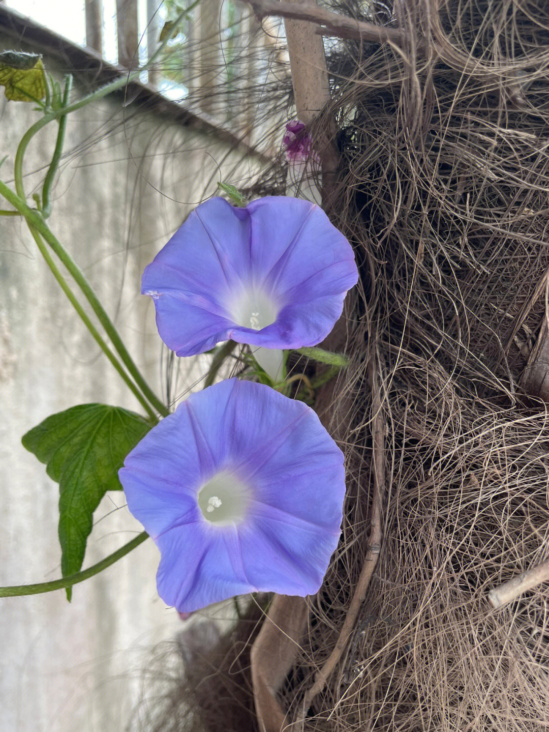 牵牛花