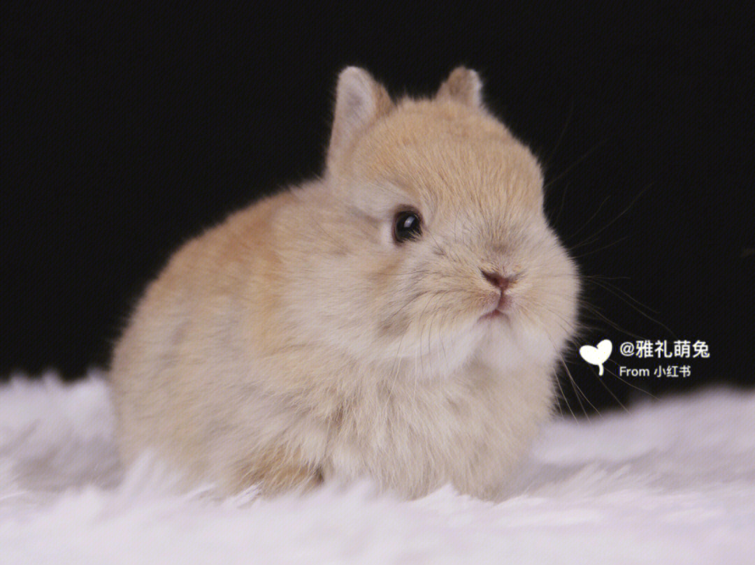 荷兰侏儒兔长大的样子图片