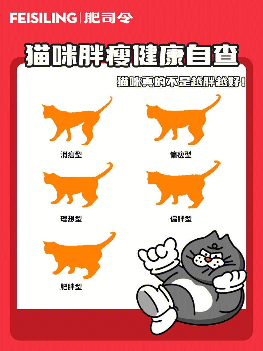 猫咪胖瘦健康自查真的不是越胖越好