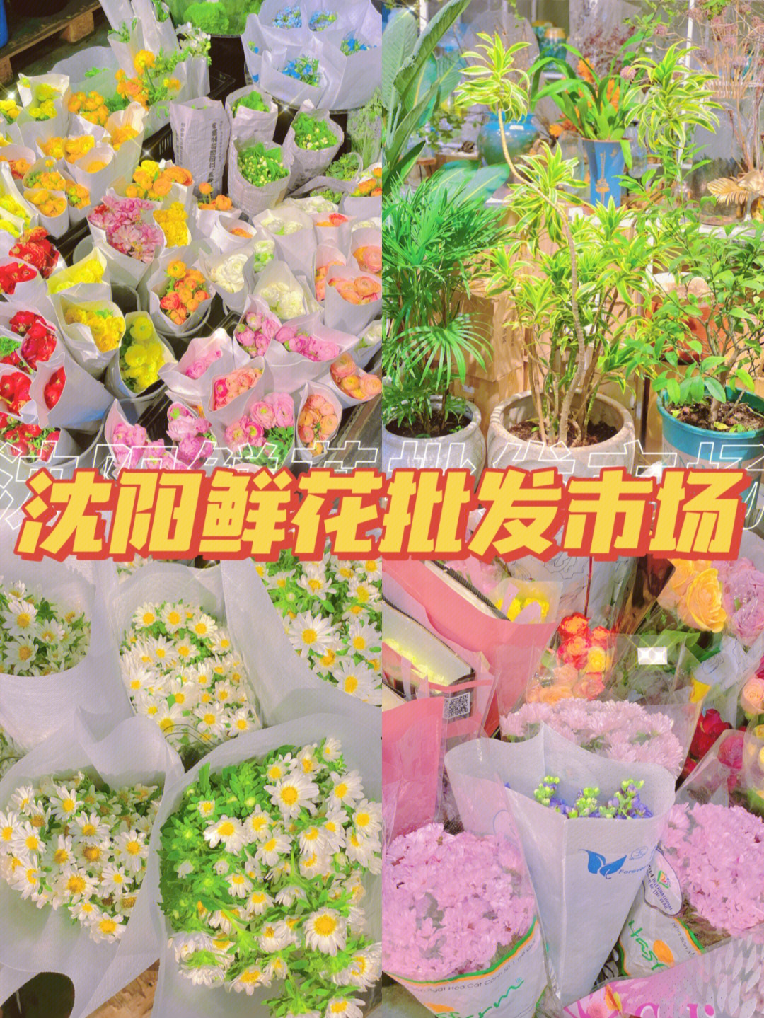 杨家峪花卉市场新址图片