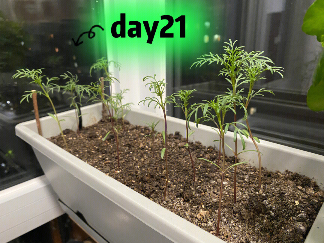 波斯菊成长日记727730day2124