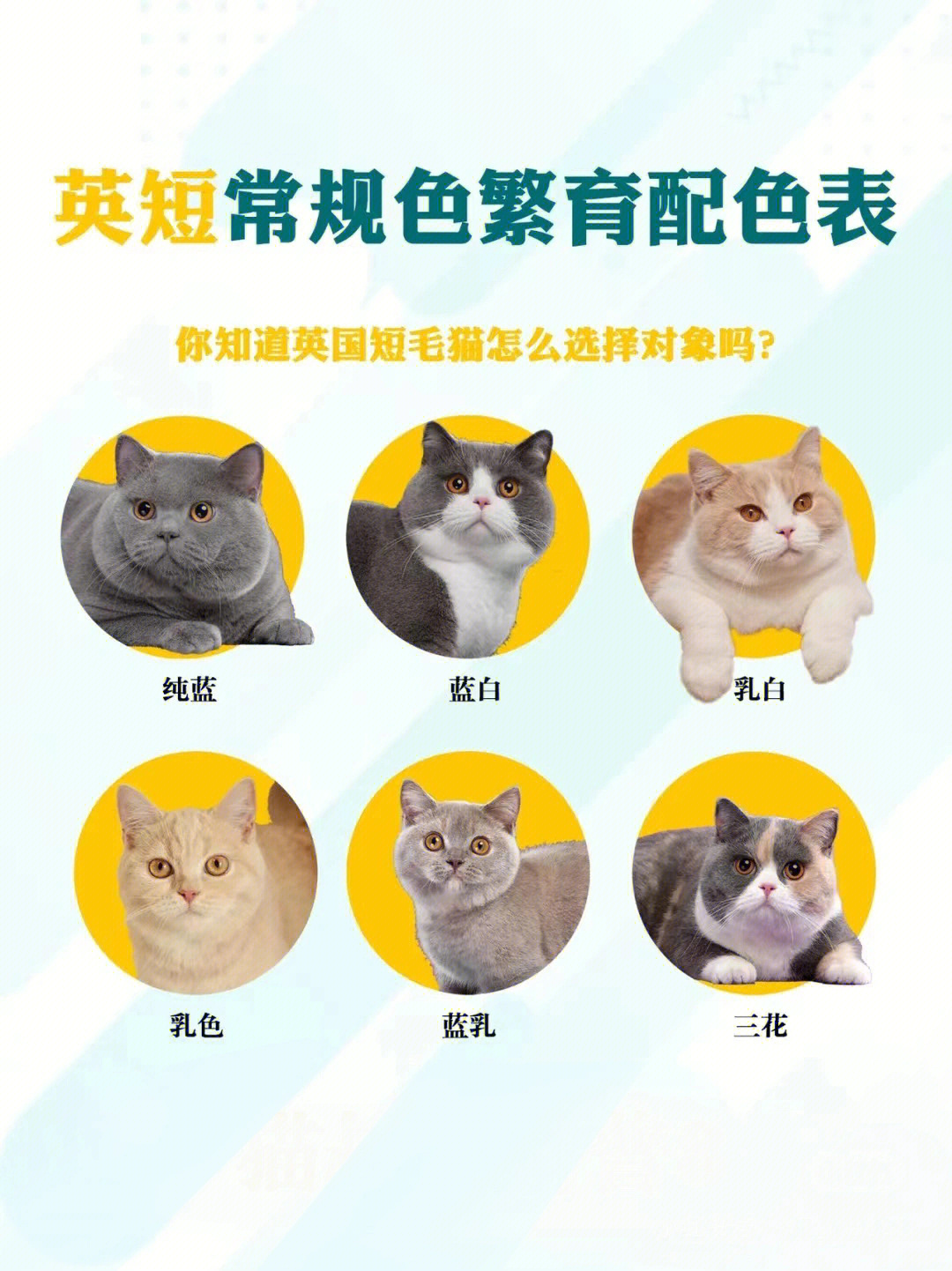 三花猫颜色遗传配色表图片