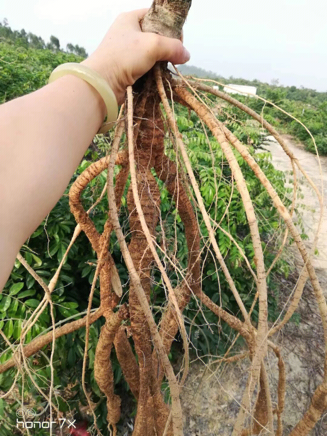 新会自家种的牛大力,真的是门亏本生意