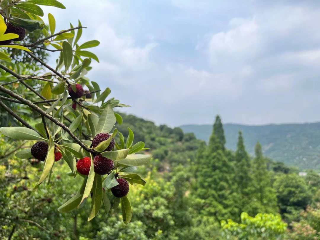 慈溪杨梅节的风俗图片