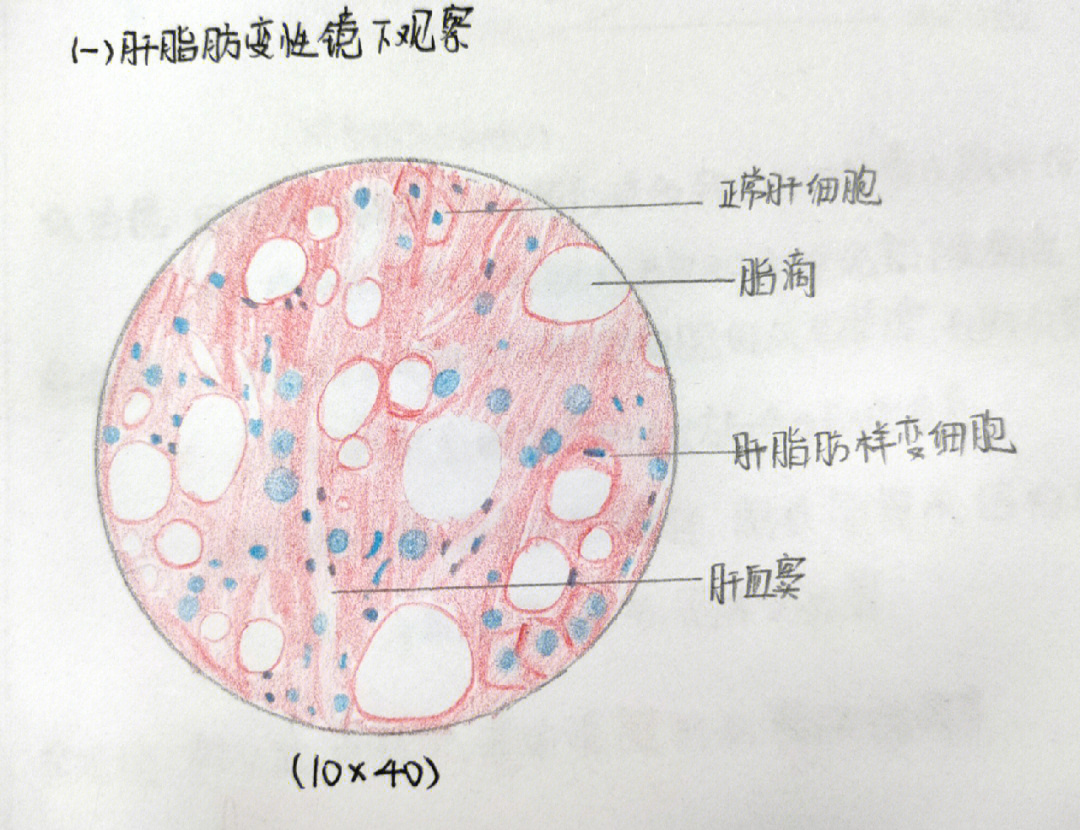 正常肝细胞手绘图图片