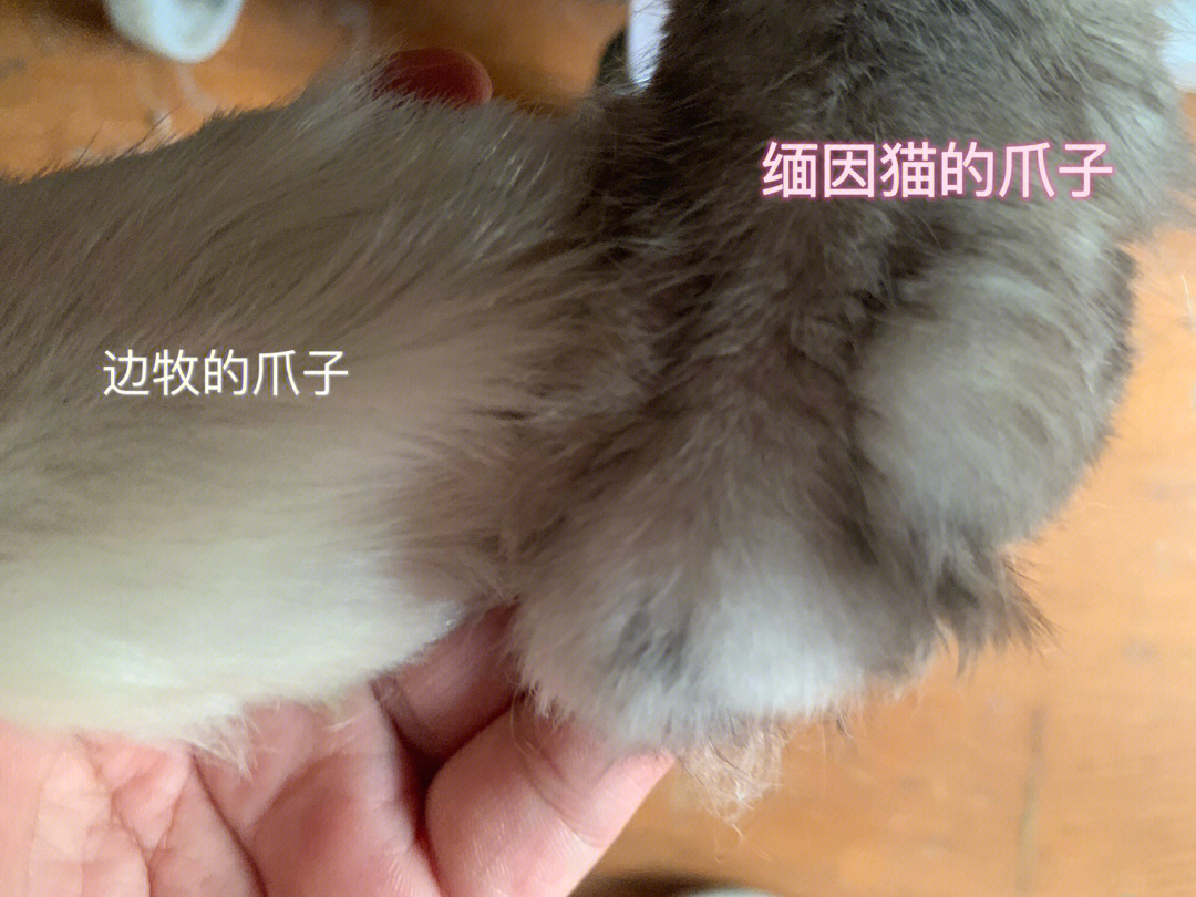 兔爪和猫爪区别图图片