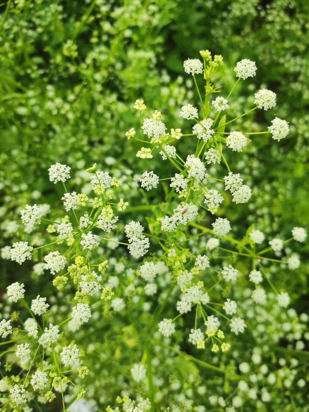 芹菜花的花语图片