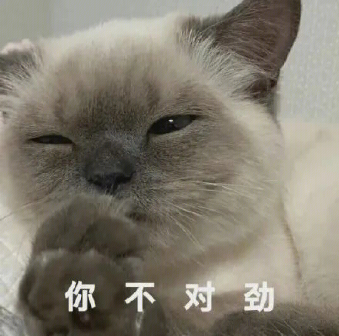 怦然心动的可爱脸黑萌猫表情包9