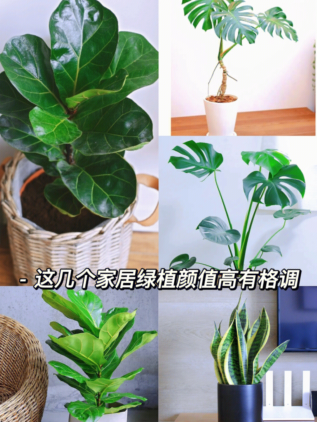 室内耐阴植物排名图片