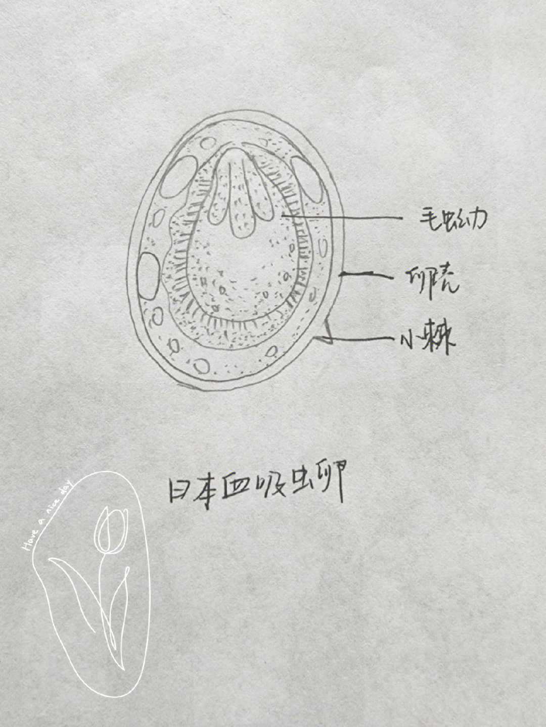 莫尼茨绦虫虫卵手绘图图片