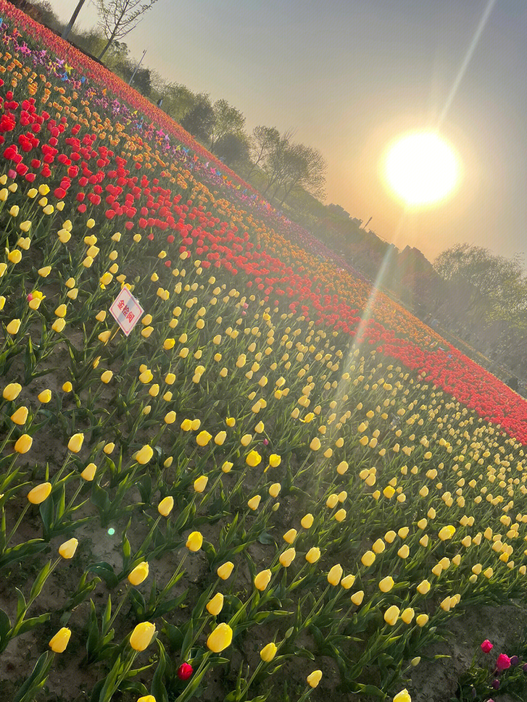 长阳公园郁金香花展图片