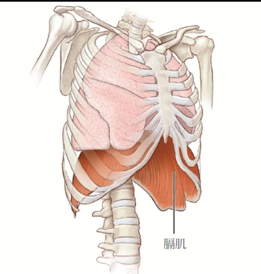 膈肌肋间肌位置图图片