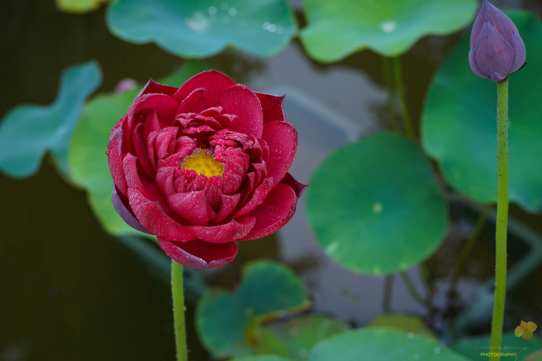 碗莲墨红初花鱼戏莲叶间