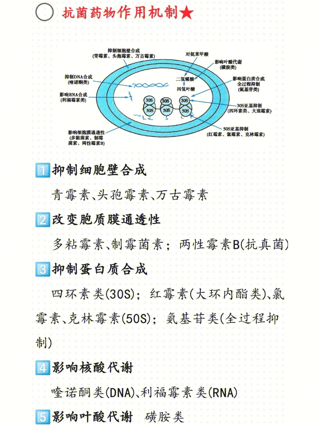 药理学笔记②